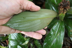 Costus cupreifolius