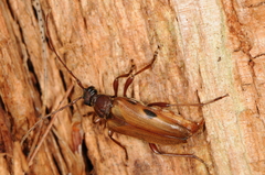 Lepturopsis biforis