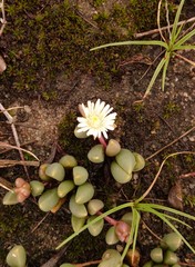 Delosperma subpetiolatum