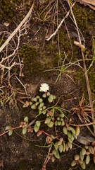 Delosperma subpetiolatum