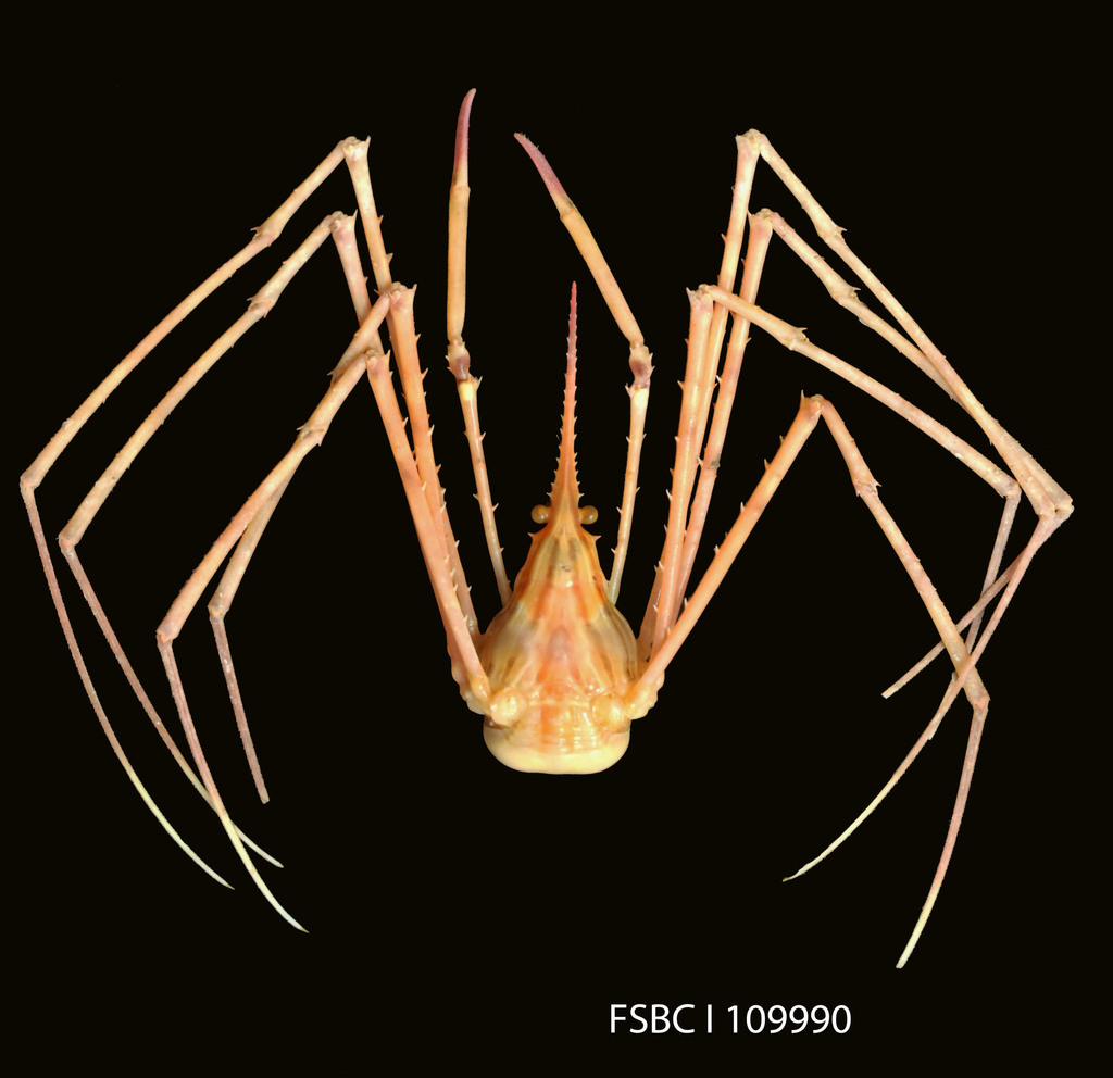 red arrow crab