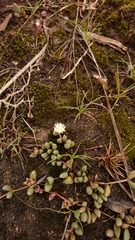 Delosperma subpetiolatum