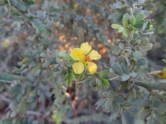 Parkinsonia florida