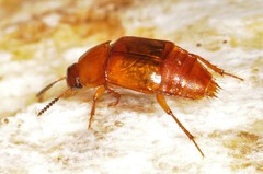 Tachinus