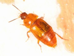 Tachinus