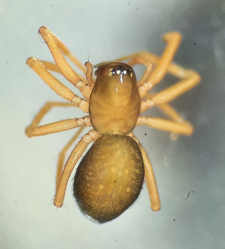 Scotinotylus sanctus