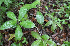 Costus cupreifolius