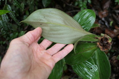 Costus cupreifolius
