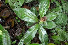 Costus cupreifolius