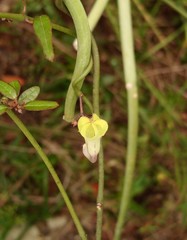 Ceropegia carnosa