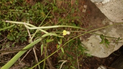 Ceropegia carnosa