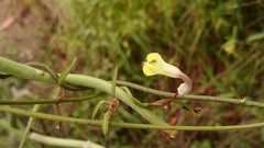 Ceropegia carnosa