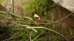 Ceropegia carnosa