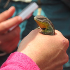 Stenocercus trachycephalus