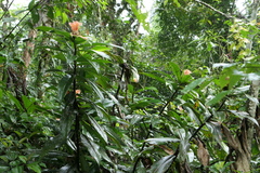 Costus