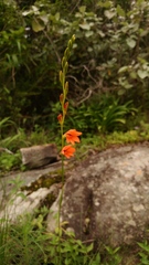 Tritonia disticha