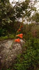 Tritonia disticha