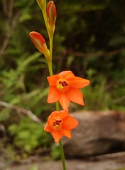 Tritonia disticha