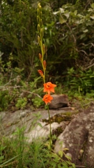 Tritonia disticha