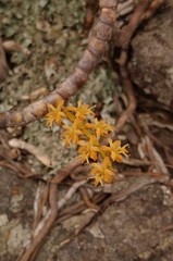 Tridactyle bicaudata rupestris