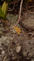 Tridactyle bicaudata rupestris