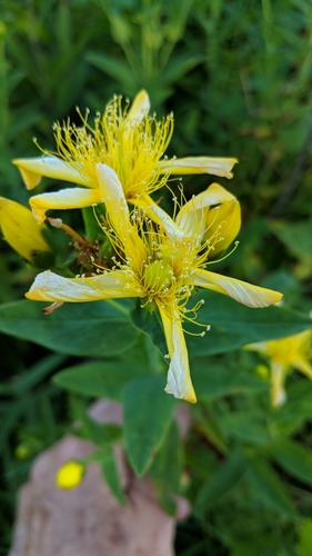 Great St. Johnswort (Hypericum ascyron)