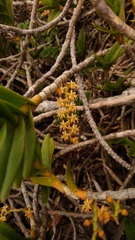 Tridactyle bicaudata rupestris