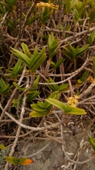 Tridactyle bicaudata rupestris