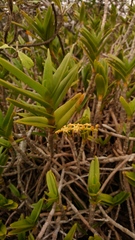 Tridactyle bicaudata rupestris