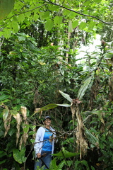 Costus