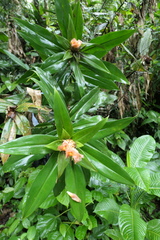 Costus