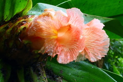Costus
