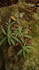 Stenoglottis fimbriata