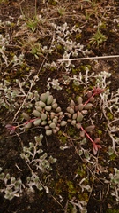 Delosperma subpetiolatum