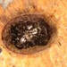 Bark-gnawing Beetle - Photo (c) Jason M Crockwell, some rights reserved (CC BY-NC-ND), uploaded by Jason M Crockwell