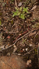 Delosperma subpetiolatum
