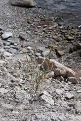 Ditaxis brandegeei