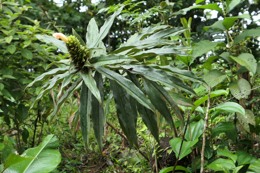 Costus asplundii