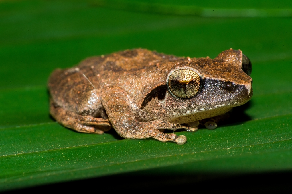Amboli Bush Frog