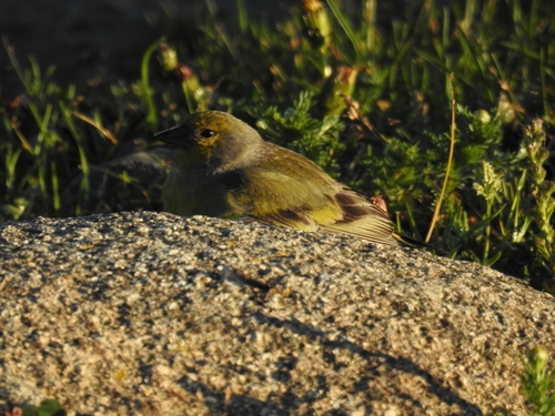 Verderón serrano (Carduelis citrinella)