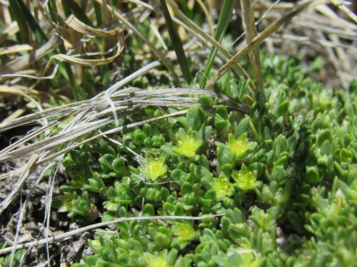 Image of Paronychia pulvinata by (c) Anders Hastings, some rights reserved (CC BY)
