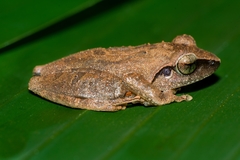 Pseudophilautus amboli