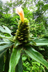 Costus asplundii