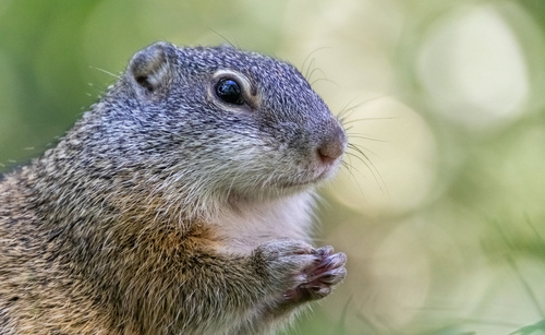 Franklin's Ground Squirrel, Manitoba, CA, photo 5 of 10