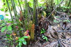 Costus longibracteolatus