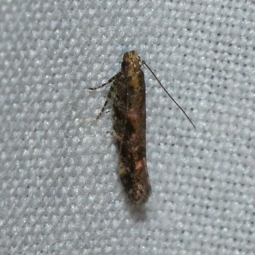 Ruby Aristotelia Moth photo 4