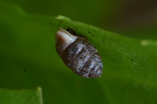 Moss Chrysalis-snail, 51000 Châlons-en-Champagne, France, photo 9 of 10