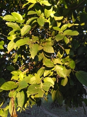 Ehretia tinifolia