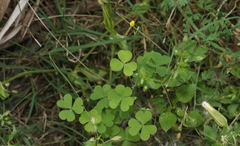 Oxalis laxa