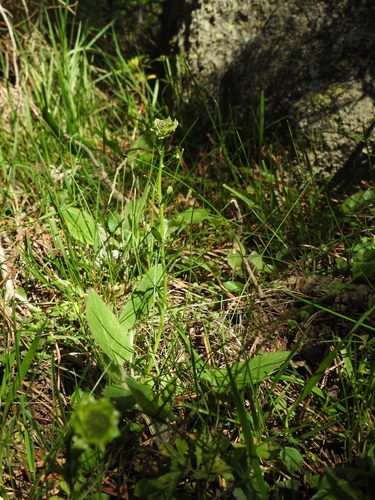 Image of Jasione laevis by (c) Yves Bas, some rights reserved (CC BY)